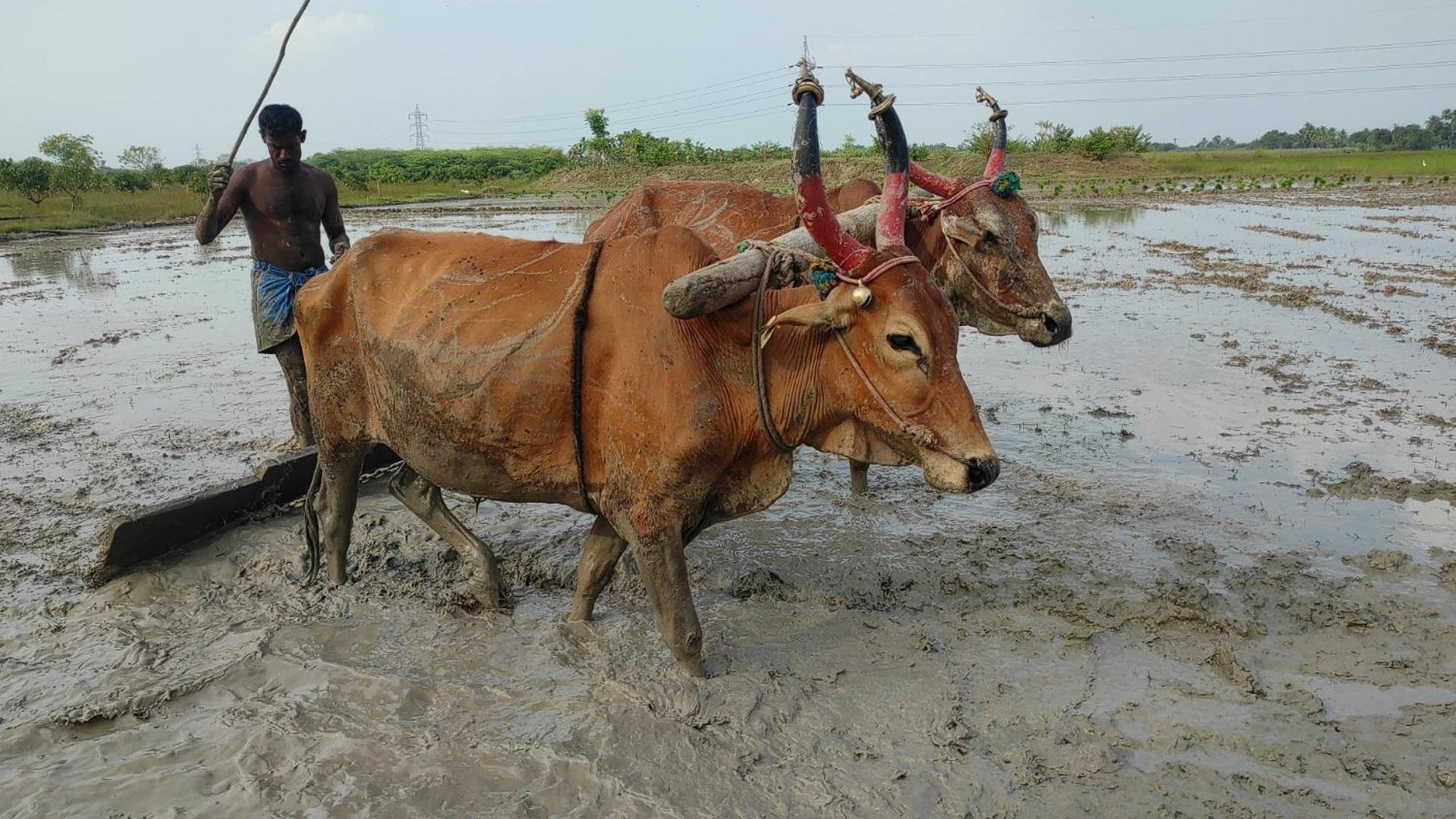 Vaksana Farm Stay Gudraippattu ภายนอก รูปภาพ