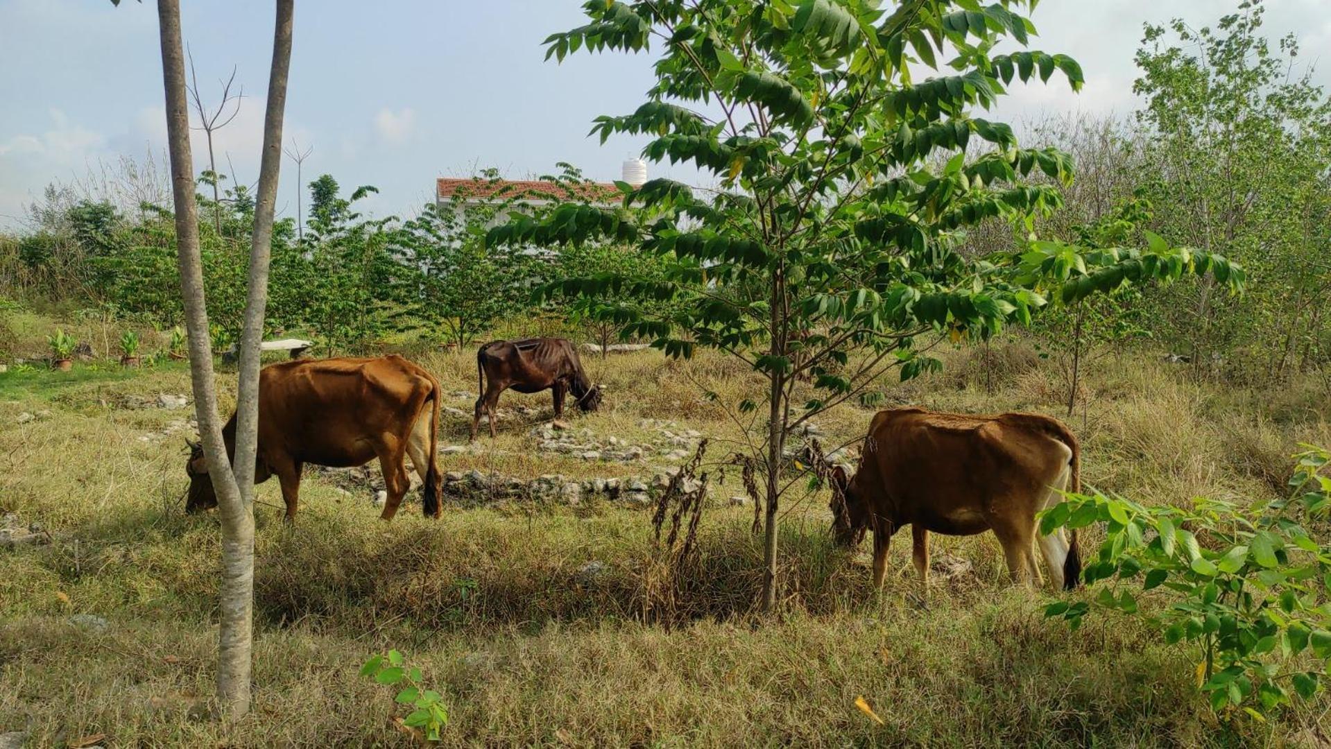 Vaksana Farm Stay Gudraippattu ภายนอก รูปภาพ